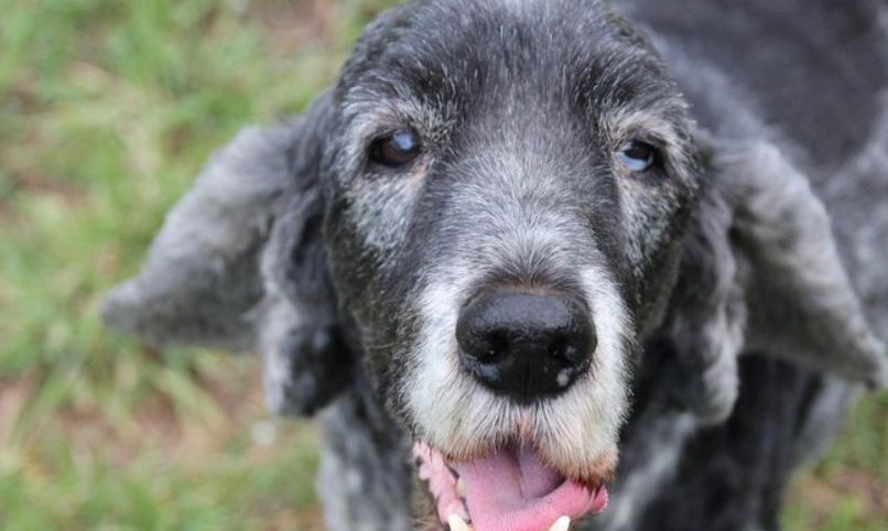 狗狗老了怎麼辦？老年犬照護全攻略與實用技巧