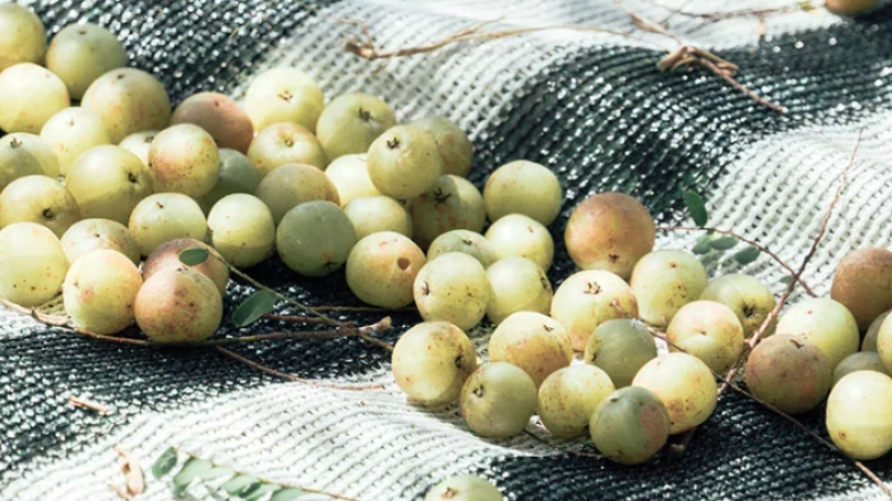 油甘果禁忌全解析：哪些人不能吃？食用前必看注意事项