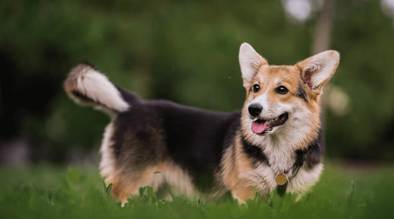 卡提根威士哥基犬飼養全攻略：從選購到老後照護的終極指南