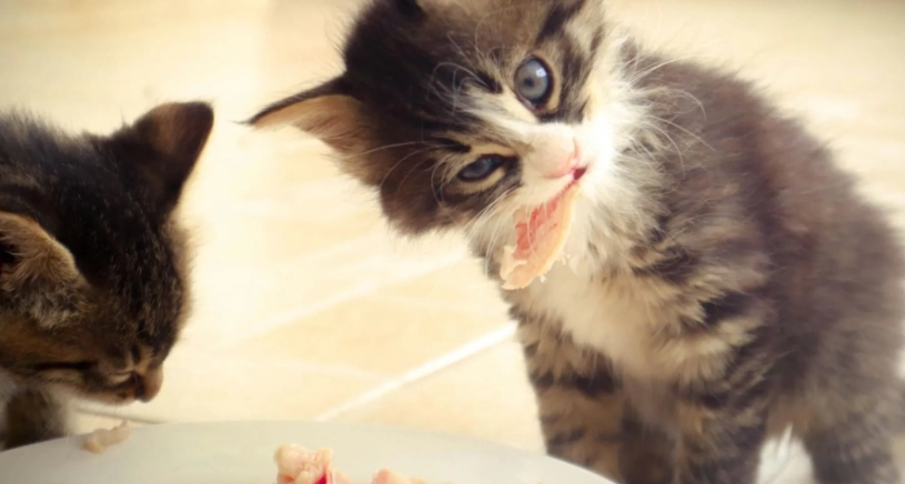 幼貓飼料餵食量完整指南：一天該吃多少？計算公式與常見錯誤