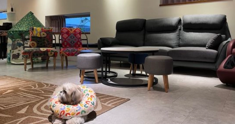 嘉義寵物友善民宿