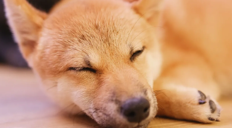 狗狗皮膚一粒一粒是過敏嗎？獸醫解析5大原因與居家處理指南