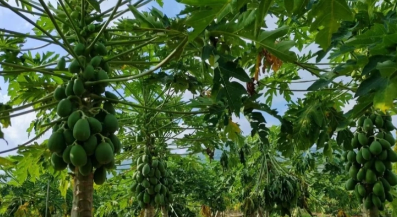 木瓜病蟲害防治