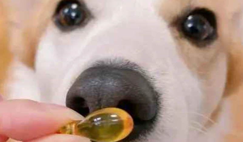 寵物魚油人用安全