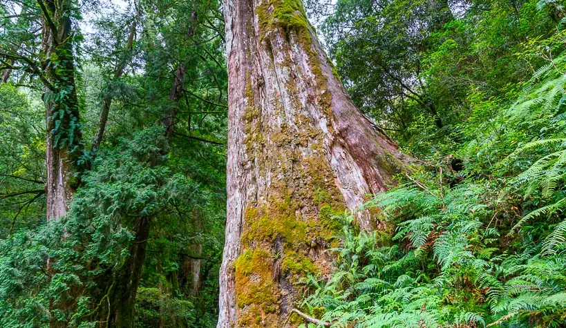 拉拉山神木群步道