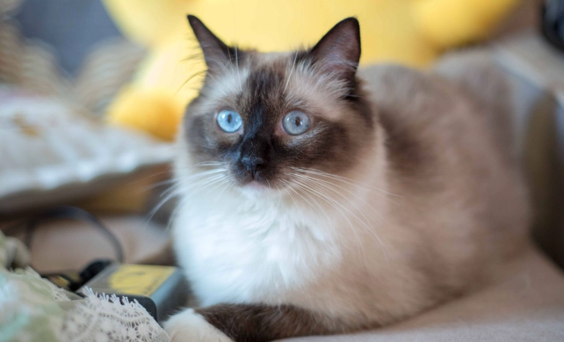 布偶貓的5大缺點與飼養前必讀指南