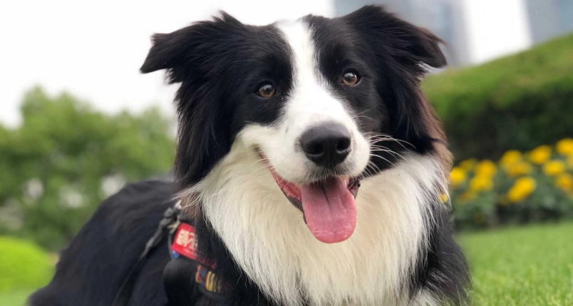 邊境牧羊犬智商