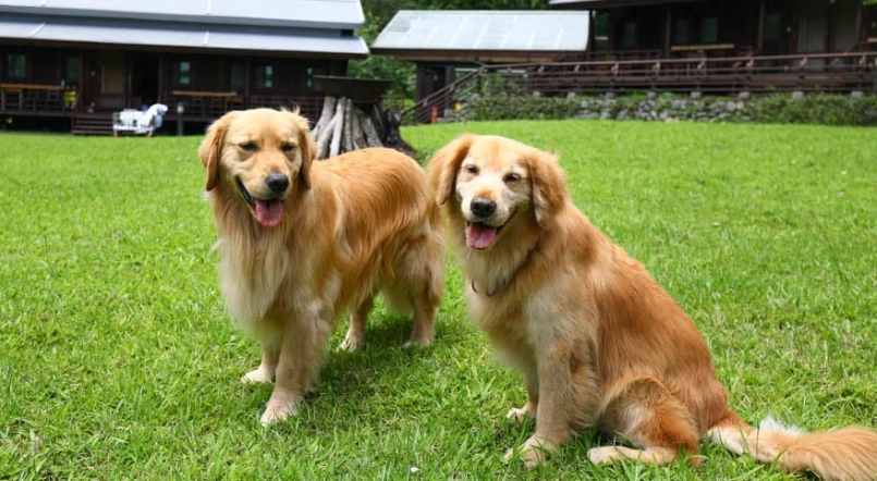 太魯閣帶寵物旅遊全攻略：景點、住宿、交通與必知守則
