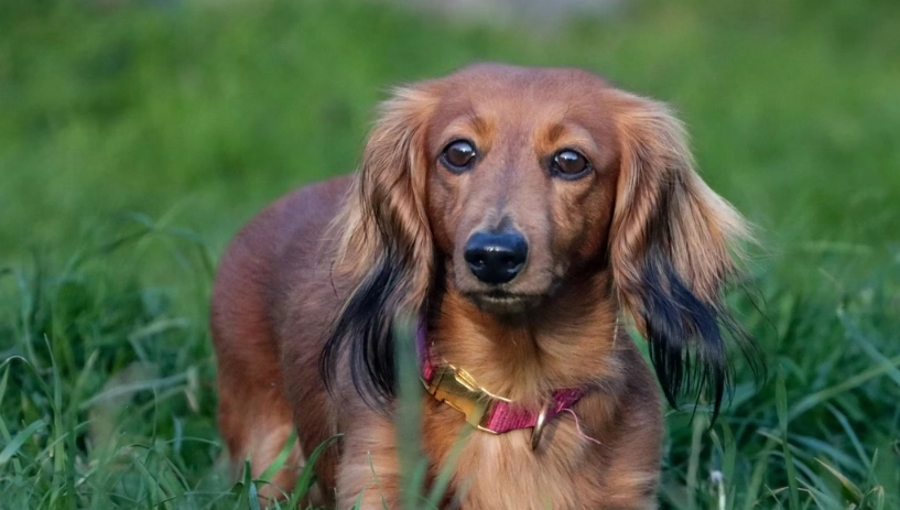 長毛臘腸狗壽命全解析：平均幾年？如何延長陪伴時光？