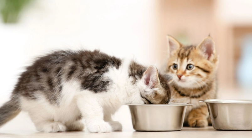 幼貓飼料餵食量