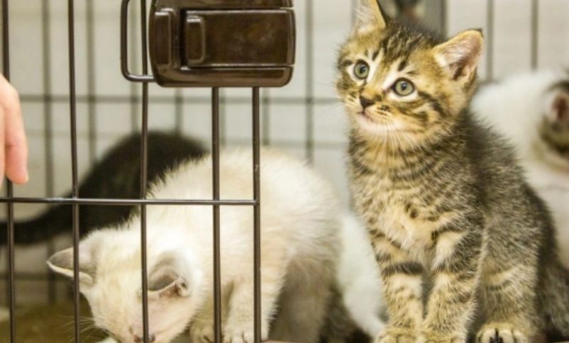 毛小孩法律指南：動物保護法對飼主與商家的關鍵規定與罰則解析