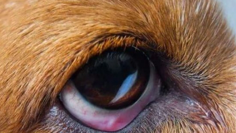 狗狗眼睛周圍紅紅的怎麼辦？獸醫教你從原因到處理完整指南