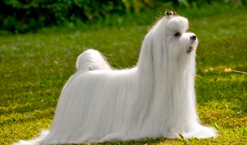 馬爾濟斯成犬飼養全攻略：從美容到健康，資深飼主經驗分享