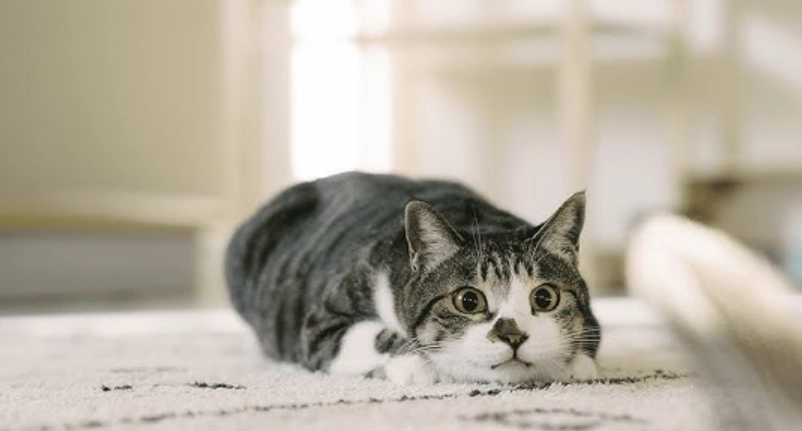 貓咪行為解讀指南：從尾巴到叫聲，讀懂貓主子的真實想法