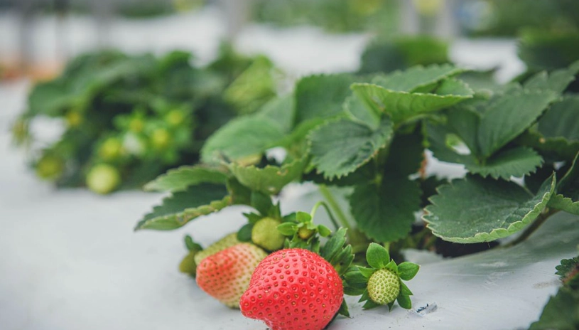 大溪採草莓全攻略：農場推薦、採果技巧與周邊美食一次看