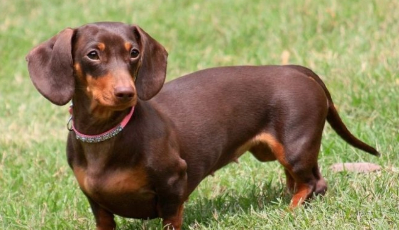 迷你臘腸狗照顧