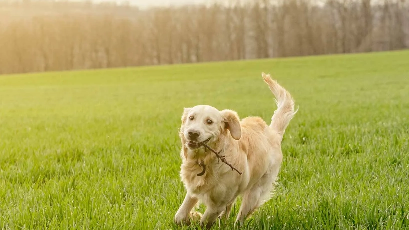 黃金獵犬夏天照顧