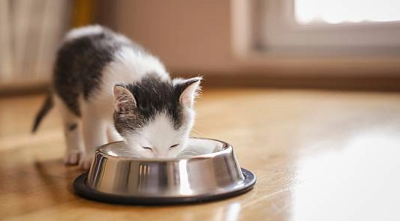 幼貓罐頭餵食量