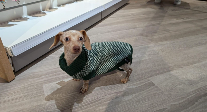 迷你臘腸狗照顧