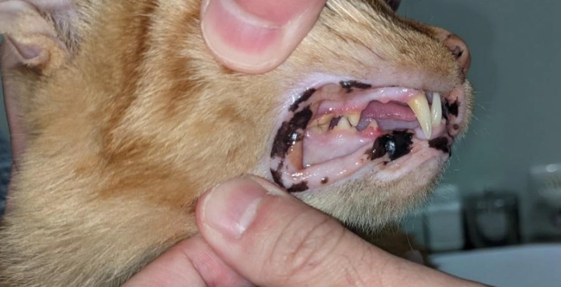 貓咪蛀牙怎麼辦？獸醫教你預防與治療全攻略