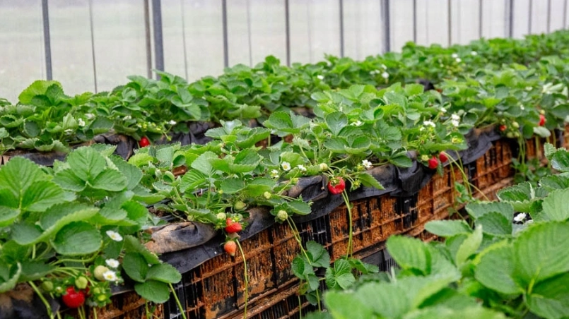 桃園草莓園採摘全攻略：農場推薦、技巧與行程規劃