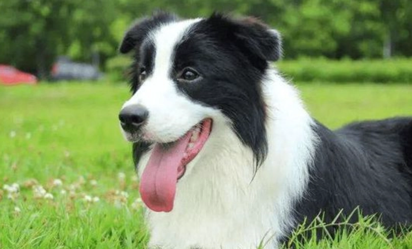 狗狗智商排名第一名：邊境牧羊犬的聰明秘密與飼養全攻略