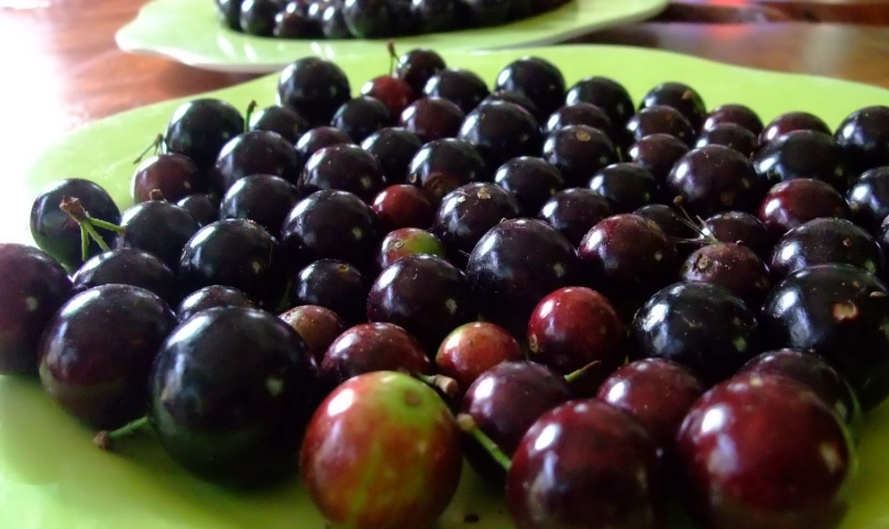 嘉寶果採摘時機