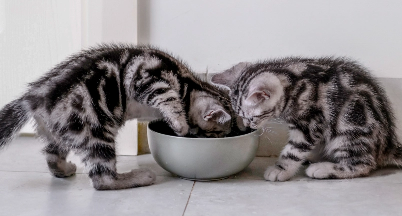 幼貓罐頭餵食量完整指南 | 新手貓奴必看