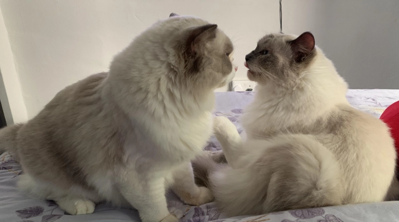 布偶貓後悔指南：養之前沒人告訴你的三大真相與解方