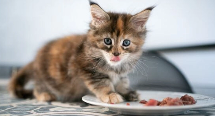 幼貓一天吃多少