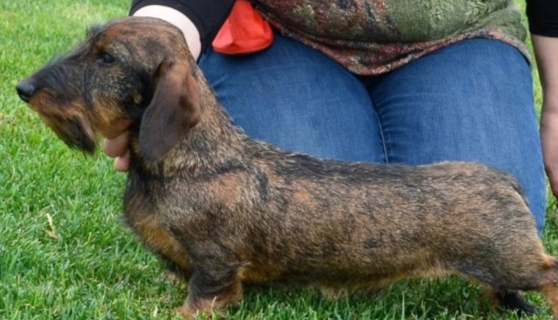 迷你臘腸狗照顧