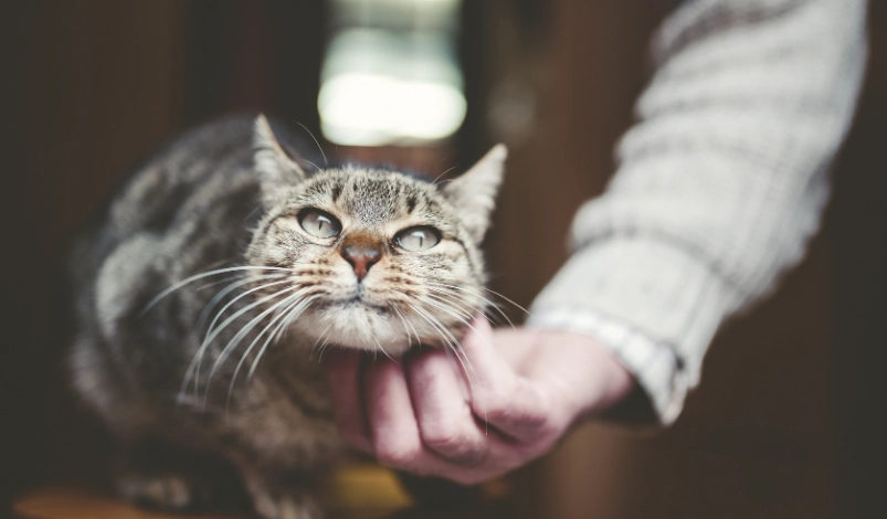 貓咪親密技巧 貓咪親密技巧