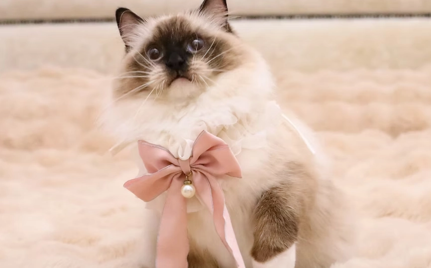 手套布偶貓完整指南：新手飼養、價格解析與常見誤區