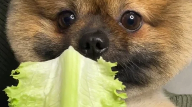 狗狗可以吃娃娃菜嗎？獸醫解析餵食重點與潛在風險