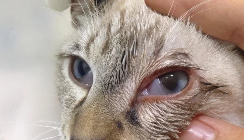 貓葡萄膜炎多久會好？康復時間全解析與居家護理實戰