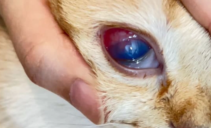 貓葡萄膜炎 治療時間 貓葡萄膜炎 治療時間