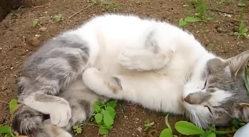 貓臨終徵兆 貓臨終徵兆