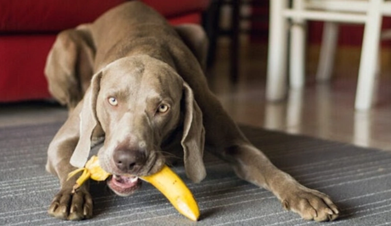 狗可以吃香蕉乾嗎？獸醫解答餵食禁忌與安全指南