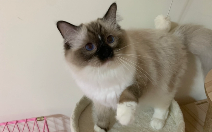 布偶貓價格 布偶貓價格