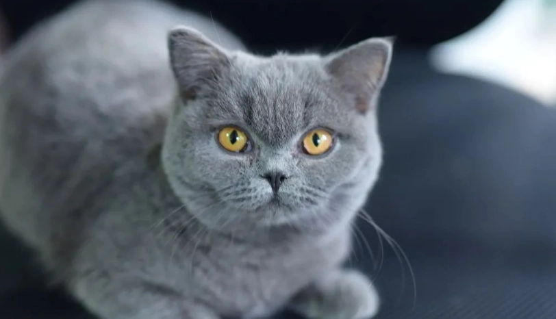 英國短毛貓平均壽命