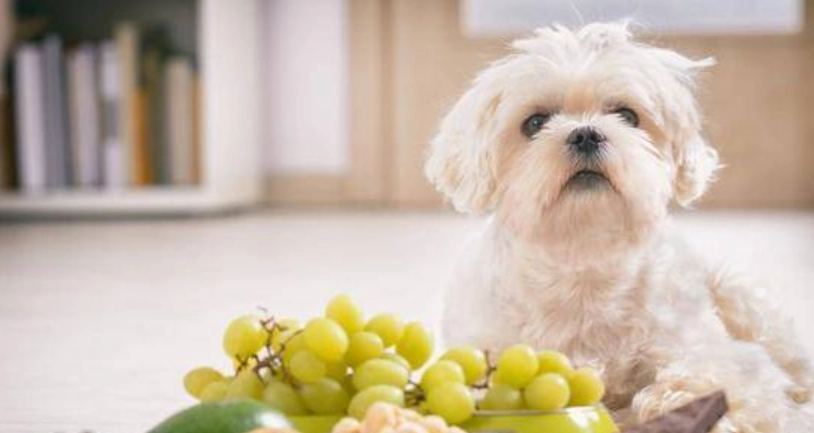 狗狗 不能吃 葡萄 狗狗 不能吃 葡萄