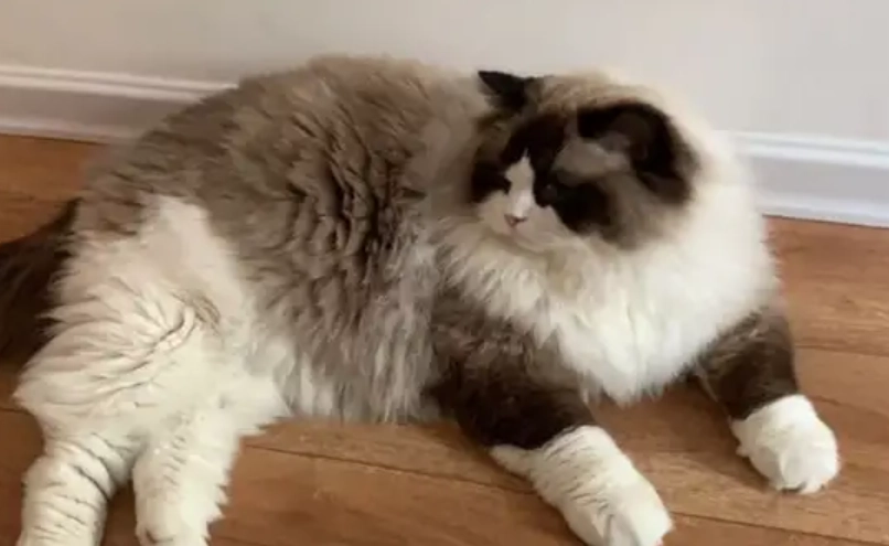 布偶貓價格 布偶貓價格