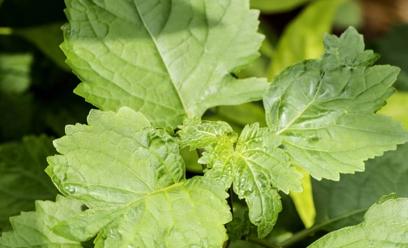 廣藿香精油禁忌