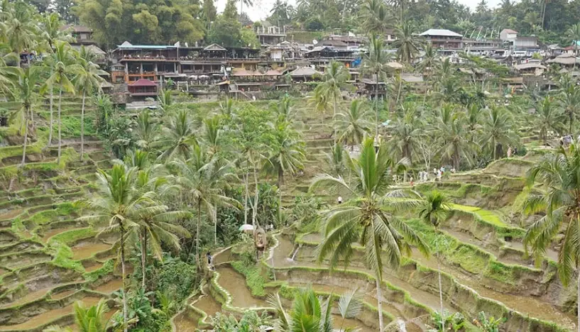 峇里島梯田門票終極指南：交通、玩法、避坑全攻略