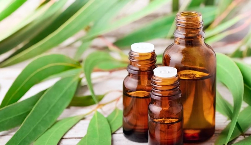 尤加利精油 睡眠 尤加利精油 睡眠