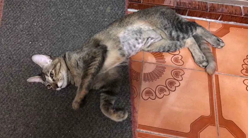 貓咪結紮隔離時間