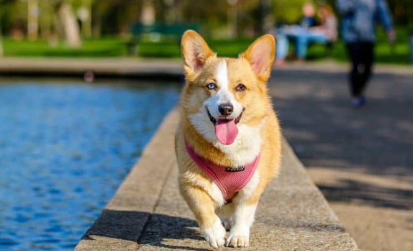 威爾斯柯基犬 健康照護