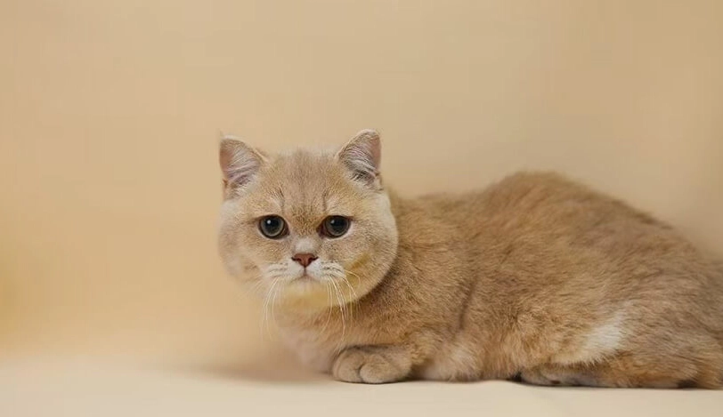 英短貓好養嗎 英短貓好養嗎