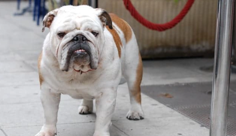 法國鬥牛犬英國鬥牛犬差別 法國鬥牛犬英國鬥牛犬差別