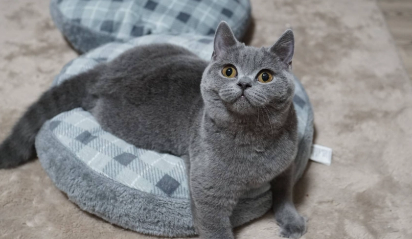 英國短毛貓適合家庭 英國短毛貓適合家庭